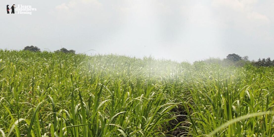 How To Control Pests Controlling By Chemicals how-to-control-pests-controlling-by-chemicals