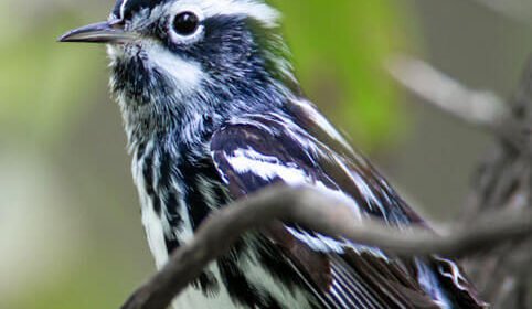 nature-birds
