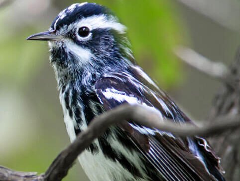 nature-birds